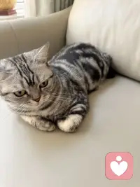 松弛感，是给自己最好的礼物。🎋
如图中猫咪一般，在柔软的角落放空自己。
忙碌一周后，不妨给自己按下暂停键，哪怕只是半小时。
愿你的生活，也有这样一方安静的天地，被温柔包裹。🌿配图