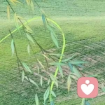 岁月安然的头像