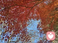 心理科普｜恋母情结（俄狄浦斯情结）：不是变态，是每个人都经历过的成长剧本
 
很多人一听到“恋母”就觉得扭曲、禁忌，其实它是心理学里最基础、最普遍的儿童心理发展阶段，和道德无关，和成长有关。
 
一、它到底是什么？
 
学名俄狄浦斯情结，弗洛伊德提出，核心是：
3-6岁孩子会对异性父母产生强烈依恋，想独占对方；对同性父母产生嫉妒、排斥，把他当成“竞争对手”。
 
- 男孩：黏妈妈、排斥爸爸，觉得爸爸抢了妈妈
​
- 女孩：黏爸爸、排斥妈妈，对应恋父情结
这是正常发育必经阶段，不是病，不是乱伦，更不是成年后的“变态喜好”。
 
二、健康的走向：度过就长大
 
顺利过渡的孩子会慢慢：
 
- 认同同性父母（男孩学爸爸，女孩学妈妈）
​
- 接受“我不能独占妈妈/爸爸”
​
- 把情感转向同龄人，建立正常亲密关系
没顺利过渡，才会变成成年后的心理残留，影响婚恋与人格。
 
三、成年后“未化解恋母”的典型表现（细节全）
 
1. 情感断奶失败
凡事要妈妈点头，大事小事都问妈，情绪稳定全靠妈妈安抚
​
2. 择偶模板化
只喜欢像妈妈的女生，或把女友当“第二个妈”，要照顾、要包容
​
3. 边界感模糊
成年还和母亲过度亲密，不避嫌，伴侣永远排在妈妈后面
​
4. 缺乏主见与责任
习惯被安排，怕做决定，遇事逃避，像长不大的孩子
​
5. 亲密关系冲突
总拿伴侣和妈妈比，婆媳/亲密矛盾多，不懂平等相处
​
6. 隐性控制与依赖
一边依赖，一边又想掌控，既想被照顾，又不想被束缚
 
四、为什么会固化？常见根源
 
- 母亲过度溺爱/控制，不让孩子独立
​
- 父爱缺位，父亲角色软弱或缺席
​
- 家庭边界不清，长期过度黏连
​
- 童年缺安全感，只能抓住母亲
 
五、怎么自我调整？（实用建议）
 
1. 建立物理+心理边界，减少过度依赖
​
2. 学会自我安抚，不把情绪全丢给母亲或伴侣
​
3. 择偶时放下“妈妈模板”，尊重对方是独立个体
​
4. 主动承担责任，练习做决定、扛后果
​
5. 严重内耗/关系破裂，可做心理咨询梳理
 
六、一句话总结
 
恋母情结不是污点，不是变态。
童年的依恋很正常，成年的未断奶才需要修。
真正成熟的爱，是既能感恩母亲，也能独立爱人。