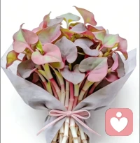 佛系中年少女，心态超好，超级治愈系配图