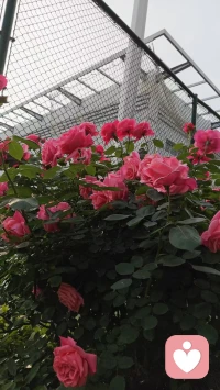 无心之处恰恰有，有心之处恰恰无。
 无心，不是不上心，而是不纠结、不较真。遇事不钻牛角尖，不胡思乱想，放下执念，心简单了，日子就轻松自在。

不要把“应该”背在自己身上，而忘记了“自己”。配图