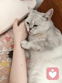 生活细碎的烦恼，都败在猫咪🐱温柔的拥抱里。
它安安静静靠着我，我安安心心陪着她，日子也可以平淡又治愈✨