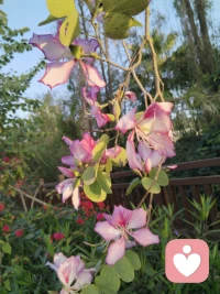 从屋里走向春光，站在风与花开中央，尘埃是奔赴远方，春天为我们定格模样，新的天地，清冽又敞亮，我们是这个春天，全新的光。配图