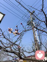 春天来了，一切都在向好的方向发展，热爱生活，善待自己。配图