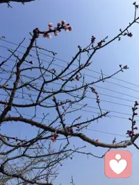 春天来了，一切都在向好的方向发展，热爱生活，善待自己。配图