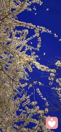 晚上好呀！月色和花儿相映，思绪和风儿相遇，故事和耳朵相聚！配图
