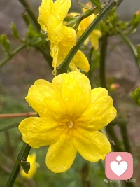 春分巧遇农历二月初二，昼夜平分，好运抬头！百鸟归来报春时，陌上花开，山河锦绣。春菜正鲜，春光正好，春风和煦，好运昂首。愿你前程似锦，不负春朝！配图