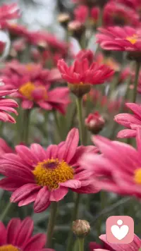 有一种悲伤，叫致敬先驱者！
有一种力量，也叫致敬先驱！配图