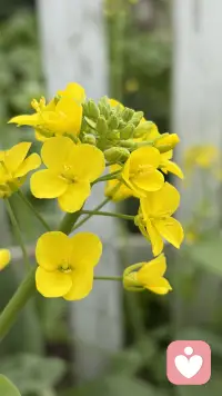 时光深耕，终见花开配图