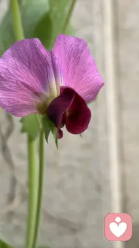 时光深耕，终见花开配图