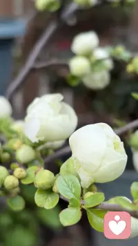 时光深耕，终见花开配图