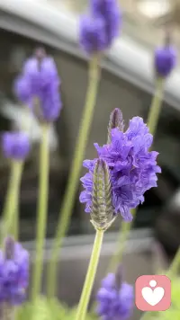 时光深耕，终见花开配图