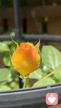 谈谈如何初次咨询

你是否有这样的顾虑：想做咨询，但不知道该准备什么？
有担心自己“说不好”，有怕冷场，还有想列个清单，把问题一口气全问出来的……
其实，做咨询不需要这么紧绷。

初次咨询，你可以做哪些准备？
放弃“做一个好来访者”：人的成长背景，多少会带有某种“功能化”的色彩。
上学时要做个好学生，回家要做个好孩子，工作后要当个好员工……这种长期被训练出来的“虚假自我”，会让我们在任何一段关系中，都下意识地想要表现得完美。甚至在面对咨询师时，我们也会想：只有“表现好”，才能让自己显得“没问题”。但我想告诉你的是：在咨询的时候，你不需要做的，就是“正确”。你要相信，咨询师可以接住你，在咨询过程中，你的逻辑混乱、你的语无伦次、甚至是长时间的沉默都是有意义的。如果你把自己准备得太完美，那其实是在用“头脑”把“真实”挡在了门外。所以，试着允许自己混乱。

还有就是不必等到“问题够大”才来：这是顾虑也是误解：我想解决的问题，好像不够“严重”。
工作压力大、经常失眠、和伴侣吵架、时常觉得不开心……这些算问题吗？值得花钱做咨询吗？
我想认真地回答：当然值得。
心理咨询不需要等到「实在撑不下去了」才去。当你觉得生活被“卡住”了，就可以试着做做咨询。而且，你不需要带着一个“正确的问题”来。

很多人一开始以为自己想解决的是A（比如总是和伴侣吵架），但聊着聊着，发现真正困扰自己的其实是B（其实是童年被忽视的创伤）。这个探索的过程，本身就是咨询的价值。所以，来之前不需要想清楚“我到底要解决什么”。
你只需要带着一个模糊的不舒服感，就足够了。


选一个“完美”的咨询师：咨访关系，是咨询发挥作用的重要因素。有些人在选择咨询师时会纠结很久：看资质、看流派.......这些当然可以作为参考，但我想说一个更简单的标准——你看到这个人的时候，会不会觉得“我想和这个人聊聊”？这种直觉，有时候比任何筛选维度都准确。
 因为咨询的本质，是建立一段信任的关系，如果你的下意识反应是“这个人好像不太对”，不用勉强，可以换一个试试看。好的咨询，不一定价格高的，而是让你感到安全、愿意打开自己的。如果你还没有方向，可以从这里开始。
 愿你找到那个让你觉得“想聊聊”的人，愿你发现那个勇敢的自己。祝天下人喜悦安康，平安幸福