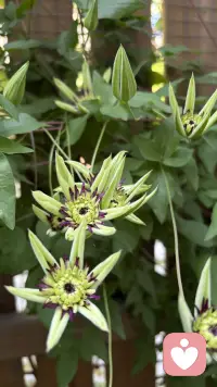 当一个人的行为不再产生积极的反馈（快乐、成就感、联结感），或者环境中充满了惩罚性刺激时，个体的行为频率就会下降，进而导致情绪低落。这个时候，就需要“行为激活”。

行为激活：“通过改变你的行为（外部），来改变你的感觉（内部）。”这好比“汽车电池”原理，想象一辆很久没开的汽车，电池没电了（情绪低落）。如果你坐在车里等着电池自己充满电再发动，那是徒劳的。你需要先通过外力（推车或跨接启动）让车轮转动起来（行为），随着车子的行驶，交流发电机开始工作，电池自然就会慢慢充上电（情绪改善）。行动是充电的过程，而不是充电的结果。

行为激活，需要你自己（转换认知，内容专家），也需要咨询师（探索领悟，过程专家）