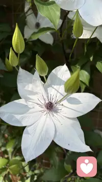 当一个人的行为不再产生积极的反馈（快乐、成就感、联结感），或者环境中充满了惩罚性刺激时，个体的行为频率就会下降，进而导致情绪低落。这个时候，就需要“行为激活”。

行为激活：“通过改变你的行为（外部），来改变你的感觉（内部）。”这好比“汽车电池”原理，想象一辆很久没开的汽车，电池没电了（情绪低落）。如果你坐在车里等着电池自己充满电再发动，那是徒劳的。你需要先通过外力（推车或跨接启动）让车轮转动起来（行为），随着车子的行驶，交流发电机开始工作，电池自然就会慢慢充上电（情绪改善）。行动是充电的过程，而不是充电的结果。

行为激活，需要你自己（转换认知，内容专家），也需要咨询师（探索领悟，过程专家）