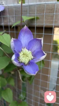 当一个人的行为不再产生积极的反馈（快乐、成就感、联结感），或者环境中充满了惩罚性刺激时，个体的行为频率就会下降，进而导致情绪低落。这个时候，就需要“行为激活”。

行为激活：“通过改变你的行为（外部），来改变你的感觉（内部）。”这好比“汽车电池”原理，想象一辆很久没开的汽车，电池没电了（情绪低落）。如果你坐在车里等着电池自己充满电再发动，那是徒劳的。你需要先通过外力（推车或跨接启动）让车轮转动起来（行为），随着车子的行驶，交流发电机开始工作，电池自然就会慢慢充上电（情绪改善）。行动是充电的过程，而不是充电的结果。

行为激活，需要你自己（转换认知，内容专家），也需要咨询师（探索领悟，过程专家）