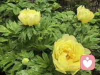 风声雨声鸟鸣声，听到芍药绽放的声音。有些时候，担心是多余的，风推到了落地花盆，雨洗净了小手球的枝头，而这花中宰相，不只是能撑船……配图