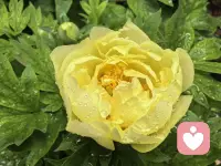 风声雨声鸟鸣声，听到芍药绽放的声音。有些时候，担心是多余的，风推到了落地花盆，雨洗净了小手球的枝头，而这花中宰相，不只是能撑船……配图