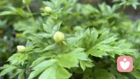 风声雨声鸟鸣声，听到芍药绽放的声音。有些时候，担心是多余的，风推到了落地花盆，雨洗净了小手球的枝头，而这花中宰相，不只是能撑船……配图