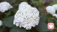 当月季不再争艳，那积攒了足够的希望，美满和团聚的紫阳花，就是这初夏的馈赠了！慢慢的吐纳芬芳，花团锦簇，清高的不行。一只长大的金蟾，也偷偷沾满了仙子的仙气。多么美好啊，把美好送给你！配图