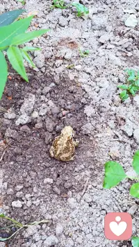 当月季不再争艳，那积攒了足够的希望，美满和团聚的紫阳花，就是这初夏的馈赠了！慢慢的吐纳芬芳，花团锦簇，清高的不行。一只长大的金蟾，也偷偷沾满了仙子的仙气。多么美好啊，把美好送给你！配图