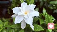在浇水的时候，我看见了她。栀子花开，预示“喜悦无忧”，更是“爱的约定”，是“守候者”，很应景我的“心理咨询师”的爱好。这些个白，能想到的就是纯净无暇，是我面对来访时的那份平静的觉察。她的香味，还需要用心仔细的走进了的去品，这是一朵儿，她旁边的等待的含苞欲放的她们，也许明天这一片地儿就会阵阵清香！我喜欢这种栀子花的香味，一种干净的感觉，是的，就是干净的感觉。配图