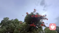 你现在的痛苦，不是因为你做错了所有事，而是因为你曾经认真过。认真过的人，才有资格痛。而认真过的人，也一定有重新站起来的力气，就像那攀缘的凌霄花！配图