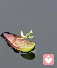 渡……配图