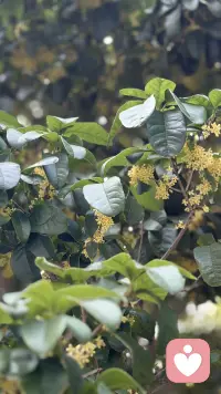 顺境不飘，逆境不崩；
急事不慌，烂事不缠；
大事不惧，好事不狂。
不是没情绪，而是情绪来了，不被吞没；
不是没压力，而是压力来了，能扛能化。
一个人的承载力才是自己最好的底色。
想象力负责看见，承载力负责接住。
只看见、接不住，就是想象型拥有；
看见了、也接得住，才是真实拥有。