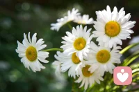 如果你身心疲惫，
点我头像，进我主页，
里面有五分钟的一个短视频，
可以自我疗愈，自我心理按摩

如果，你像困在孤岛上一样寂寞，
如果你半夜睡不着，
如果你想哭，
如果你有很多话想要说
深夜陪伴
我在等着你配图