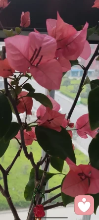 这怒放的小花花好看吗？你感觉美不美呢？像极了粉嘟嘟的小嘴巴，你觉得像啥呢？来吧，欢迎评论配图