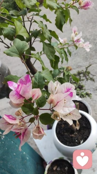 心有正气，行有风骨，
不欺暗室，不随浊流。
以善立身，以正行道，
守得住本心，耐得住清寂。
世间所有美好，
终会向着光明而行的人缓缓奔赴。
你所坚持的正道，
终将化作福报与温柔，
稳稳落在你的人生里，
圆满且绵长。