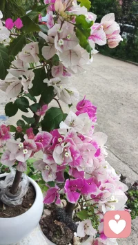 清晨推开窗，柔和晨光漫进小院。俯身打理花草，看花叶沾着细碎微光，微风轻拂，淡淡花香萦绕身旁。一夜积攒的烦闷、平日里缠绕心头的琐事，都在这一刻悄然消散。内心变得平和松弛，只拥着眼前这份温柔景致，满心清净欢喜，轻松又自在。你呢？还在烦扰焦躁吗？值得吗？来我们聊一聊，驱赶烦恼忧愁！配图
