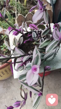 清晨推开窗，柔和晨光漫进小院。俯身打理花草，看花叶沾着细碎微光，微风轻拂，淡淡花香萦绕身旁。一夜积攒的烦闷、平日里缠绕心头的琐事，都在这一刻悄然消散。内心变得平和松弛，只拥着眼前这份温柔景致，满心清净欢喜，轻松又自在。你呢？还在烦扰焦躁吗？值得吗？来我们聊一聊，驱赶烦恼忧愁！配图