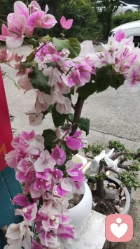 晨起，先温一杯清茗细品，漫步花丛静观繁花舒展，深吸裹挟花香的新鲜清风。暂且抛开所有俗世愁绪，静下心来，好好感受这份温柔澄澈的美好日常，人间好美！配图