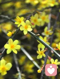 人就跟这花朵一样，独自可以绽放，合在一起就惊艳全场