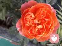 匮乏感本身，比物质的短缺，更能创造一个匮乏的现实。你内在所是，决定了你外在所得。丰盛是一种状态，而非一种拥有。[太阳][太阳][太阳]配图