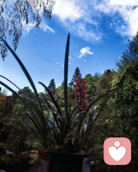 闻一闻花香
日子就芬芳

拍一拍风景
记忆便有光

忙碌是常态
但温柔须你来主宰

煮一壶茶
折一枝月
抑或坐着发呆

凡是让心安稳的
都是对生活最好的回答配图