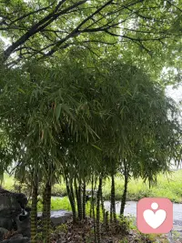佛肚竹的寓意，几乎全藏在它那个圆滚滚的“大肚子”里，每一层都特别戳中式审美的吉庆感👇
🎋 核心吉祥寓意

1. 豁达包容，笑对人生
它最标志性的膨大竹节，像极了笑口常开的弥勒佛肚子，自带“大肚能容天下难容之事”的禅意，象征心胸宽广、不计较得失，是对“宰相肚里能撑船”最温柔的具象表达。养一盆佛肚竹，就像在提醒自己：遇事放宽心，日子才能乐呵呵。

2. 福气绵延，福禄双全
民间有句老话叫“家有佛肚竹，年年添福禄”。“佛”字自带佛缘与福气，而一节一节向上生长的竹节，又被看作是福气层层叠加、绵延不绝的象征，寓意家庭和睦、平安顺遂，把福气稳稳攒住。

3. 节节高升，招财纳福
竹子本就有“节节高升”的好彩头，而佛肚竹的“大肚子”，更被赋予了“聚宝盆”的意象——圆润饱满的竹节像一个个小粮仓，寓意聚财纳福、财源不断。不管是放在家里还是办公室，都带着事业步步高升、财运滚滚来的期许。

4. 君子气节，清雅脱俗
作为竹子的一种，它也继承了竹文化里“正直、坚韧、虚心”的君子品格。即使有着讨喜的圆肚外形，也始终挺拔向上，既有烟火气的吉祥，又不失文人风骨的清雅，是中式庭院和书房里最受欢迎的“禅意搭档”。
💡 补充小彩蛋：
佛肚竹也叫罗汉竹，那些鼓胀的竹节，也被看作是叠坐的罗汉，自带几分禅意与仙气，摆一盆在家，连空气里都多了几分平和松弛的氛围。

要不要我帮你整理一份佛肚竹的摆放小建议，告诉你放在家里哪个位置，寓意和观赏效果最好？配图