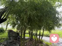 佛肚竹的寓意，几乎全藏在它那个圆滚滚的“大肚子”里，每一层都特别戳中式审美的吉庆感👇
🎋 核心吉祥寓意

1. 豁达包容，笑对人生
它最标志性的膨大竹节，像极了笑口常开的弥勒佛肚子，自带“大肚能容天下难容之事”的禅意，象征心胸宽广、不计较得失，是对“宰相肚里能撑船”最温柔的具象表达。养一盆佛肚竹，就像在提醒自己：遇事放宽心，日子才能乐呵呵。

2. 福气绵延，福禄双全
民间有句老话叫“家有佛肚竹，年年添福禄”。“佛”字自带佛缘与福气，而一节一节向上生长的竹节，又被看作是福气层层叠加、绵延不绝的象征，寓意家庭和睦、平安顺遂，把福气稳稳攒住。

3. 节节高升，招财纳福
竹子本就有“节节高升”的好彩头，而佛肚竹的“大肚子”，更被赋予了“聚宝盆”的意象——圆润饱满的竹节像一个个小粮仓，寓意聚财纳福、财源不断。不管是放在家里还是办公室，都带着事业步步高升、财运滚滚来的期许。

4. 君子气节，清雅脱俗
作为竹子的一种，它也继承了竹文化里“正直、坚韧、虚心”的君子品格。即使有着讨喜的圆肚外形，也始终挺拔向上，既有烟火气的吉祥，又不失文人风骨的清雅，是中式庭院和书房里最受欢迎的“禅意搭档”。
💡 补充小彩蛋：
佛肚竹也叫罗汉竹，那些鼓胀的竹节，也被看作是叠坐的罗汉，自带几分禅意与仙气，摆一盆在家，连空气里都多了几分平和松弛的氛围。

要不要我帮你整理一份佛肚竹的摆放小建议，告诉你放在家里哪个位置，寓意和观赏效果最好？配图