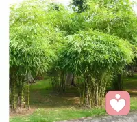 佛肚竹的寓意，几乎全藏在它那个圆滚滚的“大肚子”里，每一层都特别戳中式审美的吉庆感👇
🎋 核心吉祥寓意

1. 豁达包容，笑对人生
它最标志性的膨大竹节，像极了笑口常开的弥勒佛肚子，自带“大肚能容天下难容之事”的禅意，象征心胸宽广、不计较得失，是对“宰相肚里能撑船”最温柔的具象表达。养一盆佛肚竹，就像在提醒自己：遇事放宽心，日子才能乐呵呵。

2. 福气绵延，福禄双全
民间有句老话叫“家有佛肚竹，年年添福禄”。“佛”字自带佛缘与福气，而一节一节向上生长的竹节，又被看作是福气层层叠加、绵延不绝的象征，寓意家庭和睦、平安顺遂，把福气稳稳攒住。

3. 节节高升，招财纳福
竹子本就有“节节高升”的好彩头，而佛肚竹的“大肚子”，更被赋予了“聚宝盆”的意象——圆润饱满的竹节像一个个小粮仓，寓意聚财纳福、财源不断。不管是放在家里还是办公室，都带着事业步步高升、财运滚滚来的期许。

4. 君子气节，清雅脱俗
作为竹子的一种，它也继承了竹文化里“正直、坚韧、虚心”的君子品格。即使有着讨喜的圆肚外形，也始终挺拔向上，既有烟火气的吉祥，又不失文人风骨的清雅，是中式庭院和书房里最受欢迎的“禅意搭档”。
💡 补充小彩蛋：
佛肚竹也叫罗汉竹，那些鼓胀的竹节，也被看作是叠坐的罗汉，自带几分禅意与仙气，摆一盆在家，连空气里都多了几分平和松弛的氛围。

要不要我帮你整理一份佛肚竹的摆放小建议，告诉你放在家里哪个位置，寓意和观赏效果最好？配图