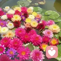 闲时种几株花草，不问繁花几时开，只守一方小天地。泥土藏温柔，草木解烦忧。浇浇水、松松土，看着嫩芽破土，花苞慢慢舒展，浮躁的心也跟着慢慢沉静。世间纷扰皆散去，一室花香抚人心。用心侍弄花草，亦是治愈自己。日子慢慢过，美好静静来，种花养性，自在舒心，余生安稳，岁岁欢愉。配图