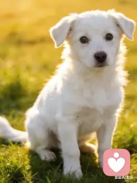 好的亲密关系，从来不是强行改变对方，而是愿意倾听、懂得包容、学会共情。委屈有人懂，疲惫有人疼，心事有人听，便是感情最安稳的模样。愿每一段感情都能被温柔守护，愿每一对爱人都能好好说话、用心倾听，在琐碎日常里彼此温暖，在漫长岁月中相守相伴。配图