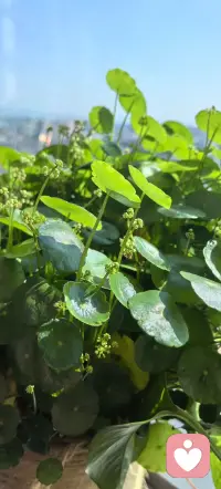 其实，感情没有标准答案，爱也没有统一标准。不必强迫自己成为完美的恋人，也不必苛求对方达到理想的样子。作为倾听师，我想告诉每一个在感情里迷茫的人：好好倾听，好好表达，好好爱自己。配图