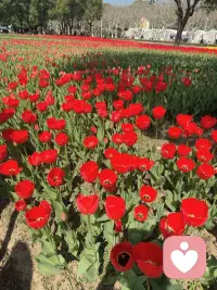 心灵抚慰，是每一个心灵都值得得到的礼物。无论你曾经历过多少痛苦和挣扎，都可以通过这种内心的疗愈，找回真正的自己，迎接崭新的明天。配图