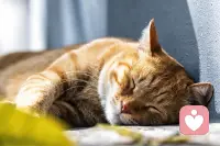 累了就休息，饿了就吃饭，不强撑。允许自己悲伤、焦虑，不批判这些情绪“不该有”。选择上：在做决定时，诚实地问自己“这是自己想要的。配图