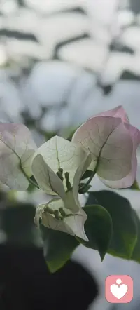 真正长久的婚姻，从来不是靠一时的心动，而是靠两个人一起修心——修包容、修理解、修情绪、修责任。配图