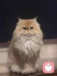 找对适合自己的倾听师是最重要的。配图