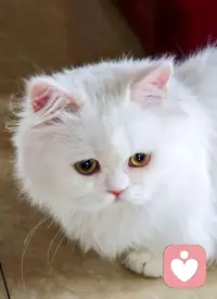 哪里是结，该从哪下手解。这才是倾诉的真意配图