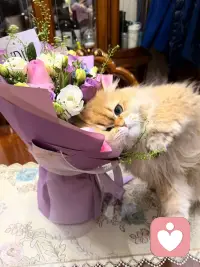 每个夜晚，都在悄悄治愈你，配图